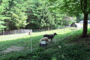 Rams near a fence