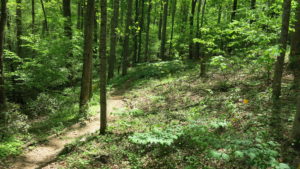 forest farming demonstration