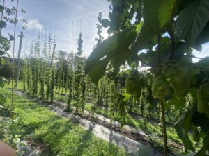 hops growing on a trellis in western North Carolina