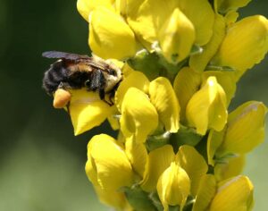 Bumble bee on Carolina lupine.