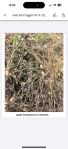 Cover photo for Dan Anco Clemson Comments Peanut Notes No. 271 2025